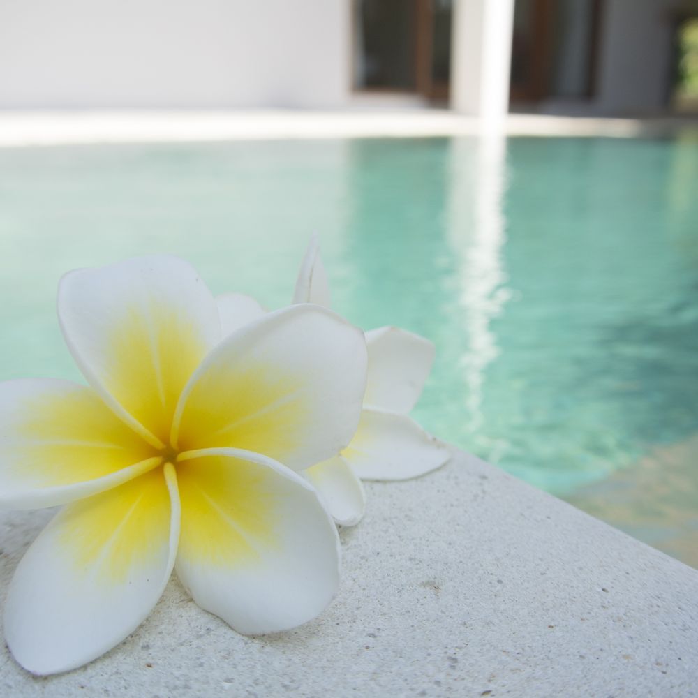 Frangipani from the garden